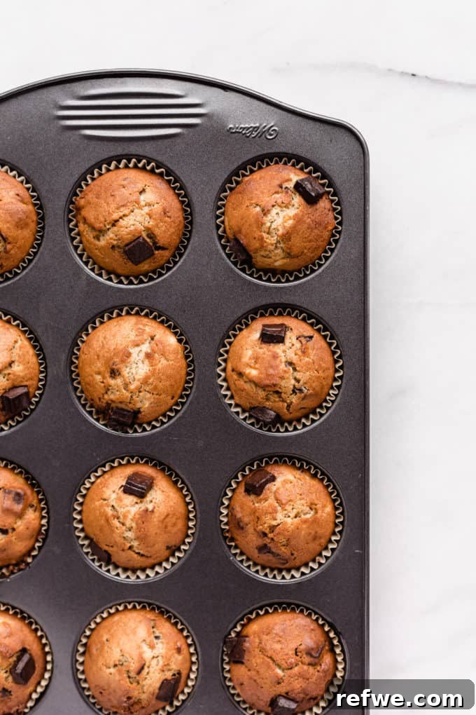 Wholesome Chocolate Chip Banana Muffins 3 Freshly baked chocolate chunk banana muffins cooling in a muffin pan, still in their paper liners.