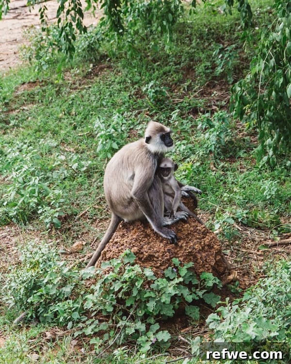 Sri Lanka: A Fortnight of Wonders 14 Two week Sri Lanka travel guide